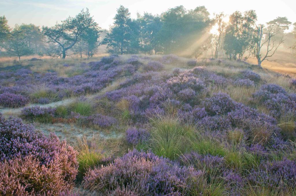 Landhuisjes Bij De Wouterbron Opglabbeek Exterior foto